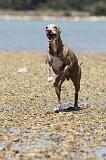 WHIPPET 010